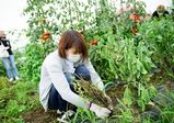 ファーム実習レポート！グラン パティシエコース２年生が、栢山・VANTAN農園に夏野菜の収穫へ！